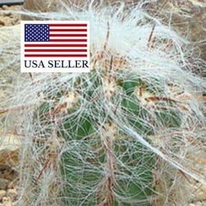 Oreocereus celsianus rare - Old Man of the Andes - 10 Seeds