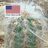 Oreocereus celsianus rare - Old Man of the Andes - 10 Seeds
