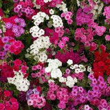 100+  Phlox Drummondi Mixed Flower Seeds- (Phlox Drummondii Nana Compacta Beauty Mix) - Annual Phlox Drummondii---B200