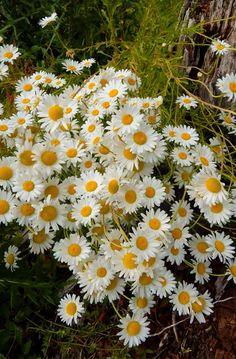How To Cut Back And Divide Daisies In The Fall - Fall Daisy Care! Flower Delivery