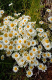 How To Cut Back And Divide Daisies In The Fall - Fall Daisy Care! Flower Delivery