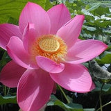 10+ Nelumbo Nucifera Seeds Pack, Sacred Water Lotus For Planting, Germination success.