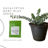 Blue Eucalyptus - Eucalyptus Seeds - Plant your own Eucalyptus at home - Eucalyptus house plant - Easy to grow - Party Favor Seeds - Seeds .
