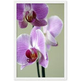 Purple orchid flower Wooden Framed Poster, new home gift, apartment decor, wall art living room, office wall decor, aesthetic wall art
