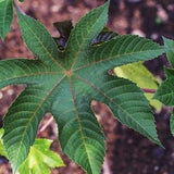 Castor Bean Ricinus - Zanzibarensis Ricinus / Castor Oil Seeds - Grown for its Magnificent Foliage - Palma Christi or Wonderboom