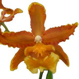 Oncostele Catatante ' Pumpkin Patch ' Orange Orchid ~ Currently Not in Bloom