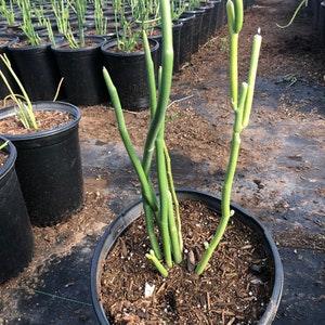 Pedilanthus macrocarpus "Lady Slipper Plant" 5 Gallon