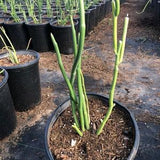 Pedilanthus macrocarpus "Lady Slipper Plant" 5 Gallon