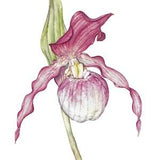 Slipper orchid