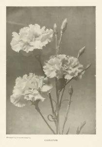 Carnation. Flowers 1907 old antique vintage print picture