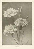 Carnation. Flowers 1907 old antique vintage print picture