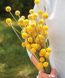 Growing Craspedia: How to Sow, Care for & Harvest | Johnny's Selected Seeds Flower Delivery