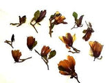 Magnolia Flower Buds Pressed 12 Brown Pink Stems Crafts