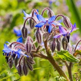 Borage Seeds Attracts Pollinators Heirloom Canada Wildflower Herb Seeds 25 Seeds