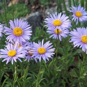 Blue Aster (Aster alpinus 'Blue') Packet of 25 seeds with New!
