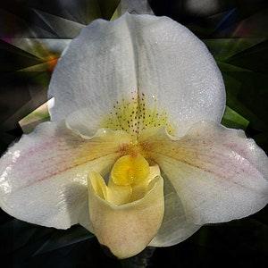 Fine Art Lady Slipper Orchid