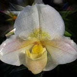 Fine Art Lady Slipper Orchid