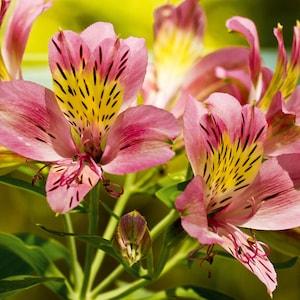 PINK PERUVIAN LILY Alstroemeria Psittacina Spotted, 3 Seeds