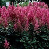 Pink Astilbe Chinensis Flower Seeds/Perennial    50+