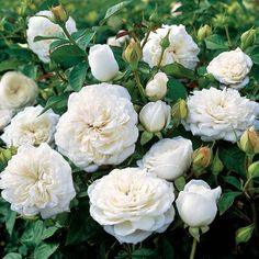 Pure Perfume Shrub Rose Flower Delivery