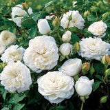 Pure Perfume Shrub Rose Flower Delivery