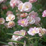 50 Thai Silk Appleblossom Chiffon California Poppy Seeds /  Eschscholzia Californica / Flower Seeds / English Garden / Wildflowers /