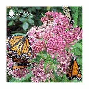 Perennial | ORGANIC SWAMP MILKWEED | 20 Seeds | Attracts Monarch Butterflies & Caterpillars | Natural Monarch Habitat | Fresh Seed