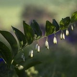 Solomon's Seal {Polygonatum bi-florum} NON-GMO | Heirloom | Edible |Sacred Plant| 10 seeds Free US Shipping