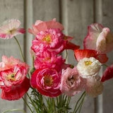 100+ Shirley Poppy Double Mix (Papaver Rhoeas) seeds