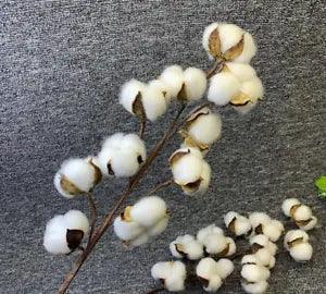 Artificial Dried Cotton Flowers White Flower Branch For Wedding Party Decoration