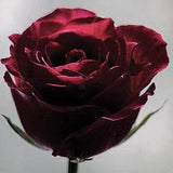 DOUBLE BLACK LISANTHUS Flowers Lisianthus Eustoma 5 Seeds