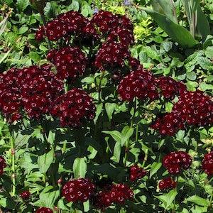 BLACK SWEET WILLIAM Dianthus Barbatus Hardy Perennial Flower Flowering 10 Seeds