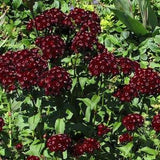 BLACK SWEET WILLIAM Dianthus Barbatus Hardy Perennial Flower Flowering 10 Seeds