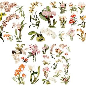 FLOWER ORCHIDS Large Vinyl Stickers (over 40 stickers) Vintage Flowers, Indoor Plants and Greenery / Waterproof Decals 449-014