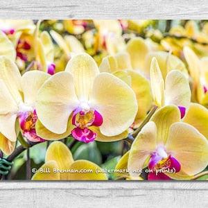 Yellow Orchids Canvas Wrap Photograph Wall Art Print Decor Flower Floral Foliage Colorful Garden Petals Red Color Macro Close Up