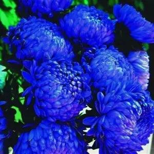 Rare 'Luo Yang' Dark Blue Tree Peony Seeds Beautiful Home Garden Bonsai Flowers