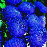 Rare 'Luo Yang' Dark Blue Tree Peony Seeds Beautiful Home Garden Bonsai Flowers