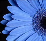 50+  BLUES BLUE DAISY, FELICIA HETEROPHYLLA / AFRICAN GROUND COVER  FLOWER SEEDS