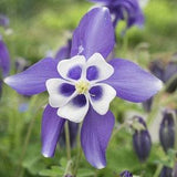 Columbine (Aquilegia) Blue