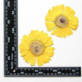 2PCS Real Pressed Dry daisy Flower, Large yellow Flower Head for art FSS26 #11