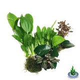 Greenpro | The Perfect Mix of Aquarium Live Plants Decoration Most Value Hairgrass Amazon Sword Anubias Java Fern Moss Crypt
