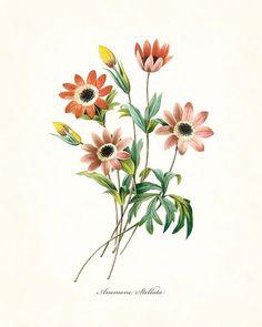 Redoute Series No.1 Anemone Stellata - Botanical Print Flower Delivery