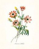 Redoute Series No.1 Anemone Stellata - Botanical Print Flower Delivery