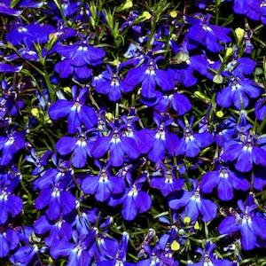 MIDNIGHT TRAILING LOBELIA Shade Filler Flower Blue Purple Dark, 5 Pellets Containing 25 Seeds