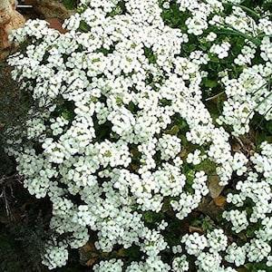 50+  Arabis Alpina  RockCress Seeds-Wall Rockcress Ground Cover Seeds- Snow Peak-White Wall Rockcress- Lovely Perennial!ARABIS ALPINA-B409