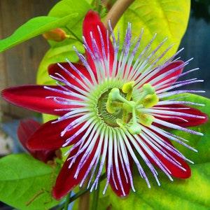 Rare Passionflower Flower Seeds - Passiflora Quadrangularis - 8 Houseplant Seeds
