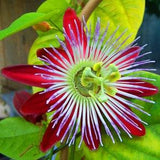 Rare Passionflower Flower Seeds - Passiflora Quadrangularis - 8 Houseplant Seeds