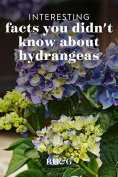 6 Surprising Facts You Didn't Know About Hydrangeas Flower Delivery