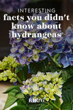 6 Surprising Facts You Didn't Know About Hydrangeas Flower Delivery