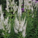 WHITE CULVER'S ROOT Veronicastrum Virginicum, Hardy Native Perennial, 50 Seeds